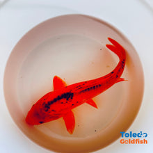 Load image into Gallery viewer, TOLEDO GOLDFISH | Orange Doitsu Live Standard Fin Koi
