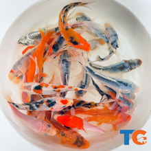 Load image into Gallery viewer, TOLEDO GOLDFISH | Patriotic Koi mix USA red, white, and blue koi
