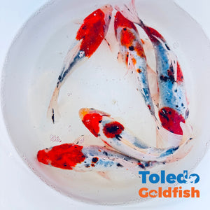 Toledo Goldfish | Red Cap Shubunkin Goldfish live goldfish 