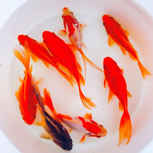 TOLEDO GOLDFISH | Large goldfish & Koi sale red sarasa sabao goldfish