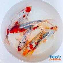 Load image into Gallery viewer, Toledo Goldfish | Sky Blue Goldfish live goldfish with light blue coloration
