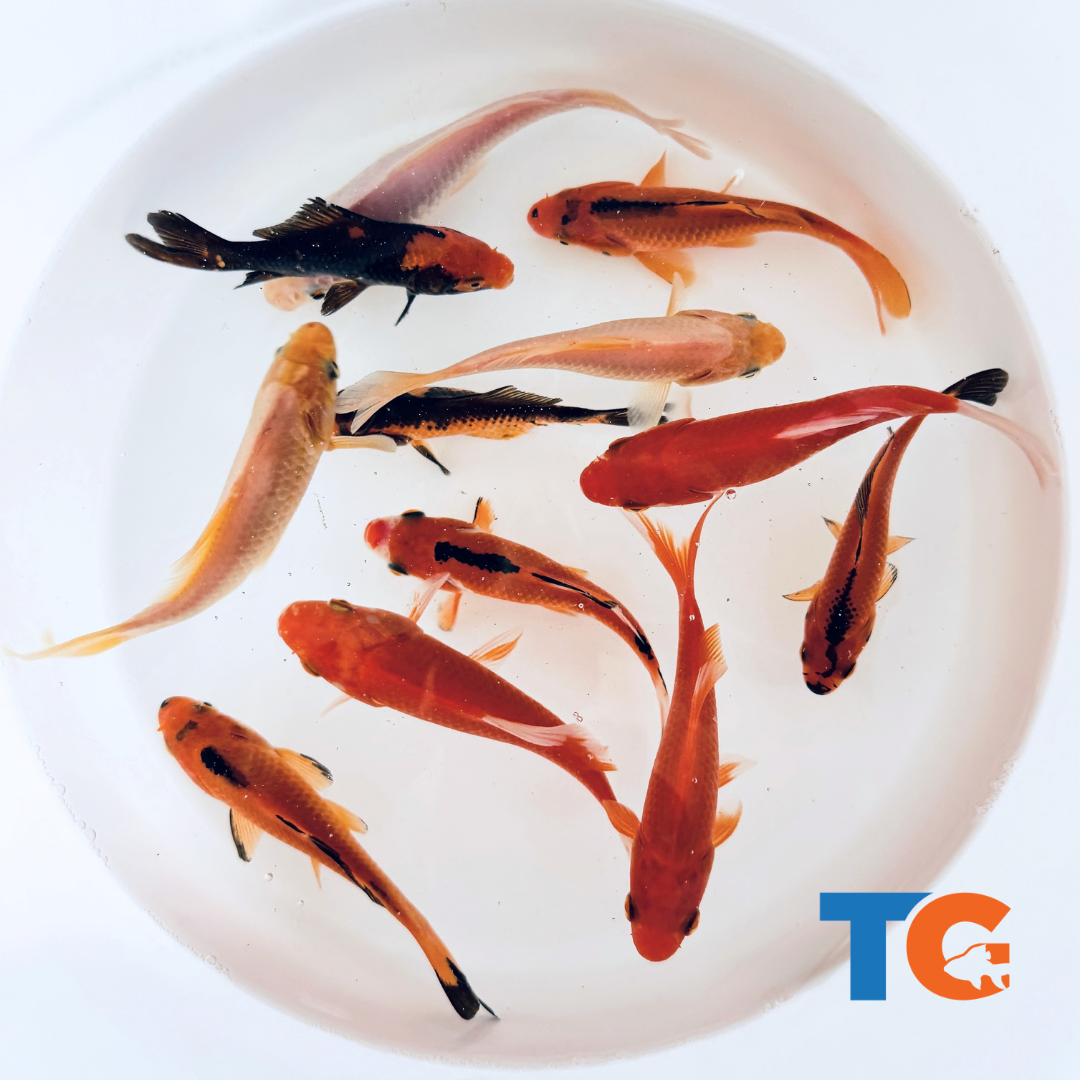 Toledo Goldfish spooky goldfish mix