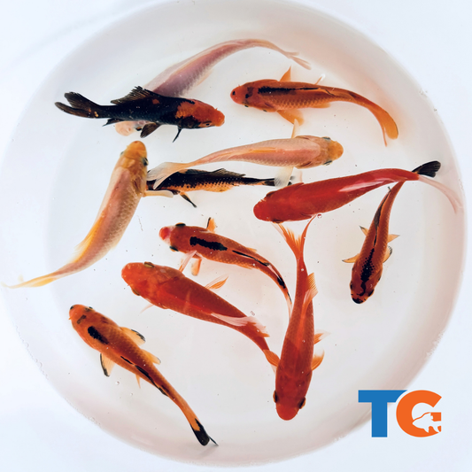Toledo Goldfish spooky goldfish mix
