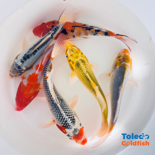 TOLEDO GOLDFISH | Live Standard Fin Koi bright color mix koi