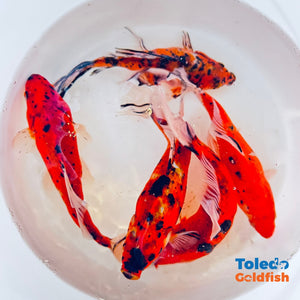 Toledo Goldfish | Tiger Shubunkin Goldfish Live Fish