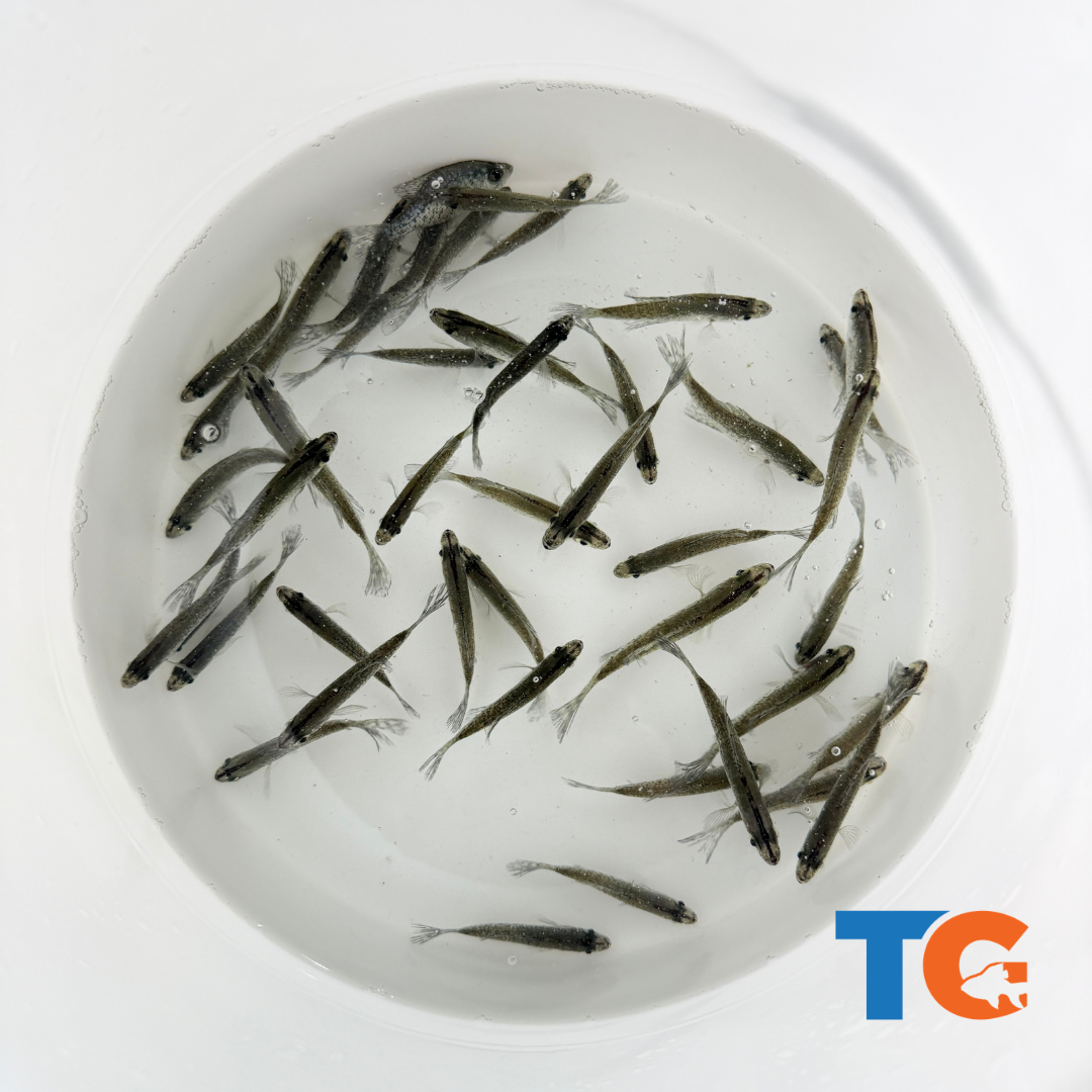 Toledo Goldfish black Crappie for ponds and lakes