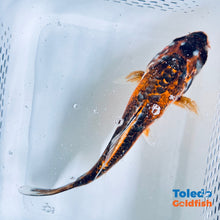 Load image into Gallery viewer, TOLEDO GOLDFISH | Navy &amp; Orange Live Standard Fin Koi
