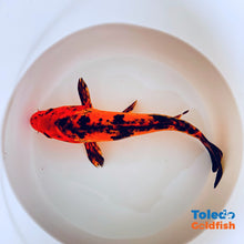 Load image into Gallery viewer, TOLEDO GOLDFISH | Orange Black Live Standard Fin Koi
