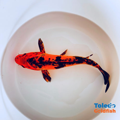 TOLEDO GOLDFISH | Orange Black Live Standard Fin Koi