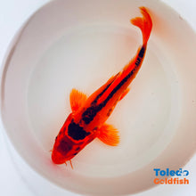 Load image into Gallery viewer, TOLEDO GOLDFISH | Orange Doitsu Live Standard Fin Koi
