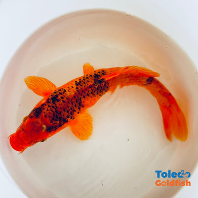 TOLEDO GOLDFISH | Orange Live Standard Fin Koi