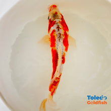 Load image into Gallery viewer, TOLEDO GOLDFISH | Orange White Doitsu Live Standard Fin Koi
