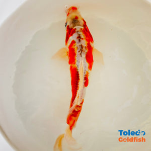 TOLEDO GOLDFISH | Orange White Doitsu Live Standard Fin Koi