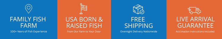 Illustration of Purchase Live Goldfish Online Overnight