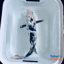 Load image into Gallery viewer, TOLEDO GOLDFISH | White &amp; Black Live Standard Fin Koi
