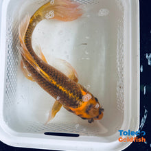 Load image into Gallery viewer, TOLEDO GOLDFISH | Yellow Live Standard Fin Koi
