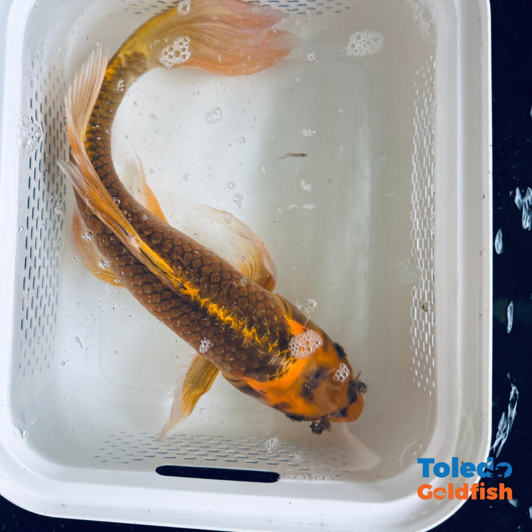 TOLEDO GOLDFISH | Yellow Live Standard Fin Koi