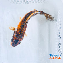 Load image into Gallery viewer, TOLEDO GOLDFISH | Navy &amp; Orange Live Standard Fin Koi
