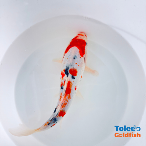 Toledo Goldfish | Live tri-colored koi