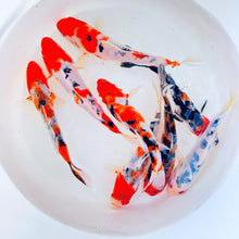 Load image into Gallery viewer, Tri - Colored Koi Toledo Goldfish koi with three different colors include red, black, and white. 
