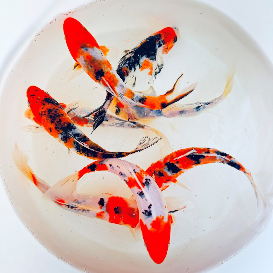 Tri - Colored Koi Toledo Goldfish koi with three different colors include red, black, and white. 