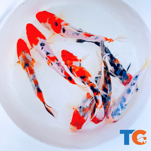 Tri - Colored Koi Toledo Goldfish koi with three different colors include red, black, and white. 