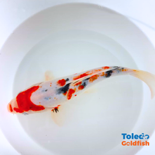 Load image into Gallery viewer, Toledo Goldfish | Live tri-colored koi
