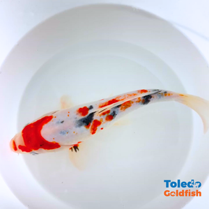 Toledo Goldfish | Live tri-colored koi