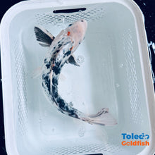 Load image into Gallery viewer, TOLEDO GOLDFISH | White &amp; Black Live Standard Fin Koi
