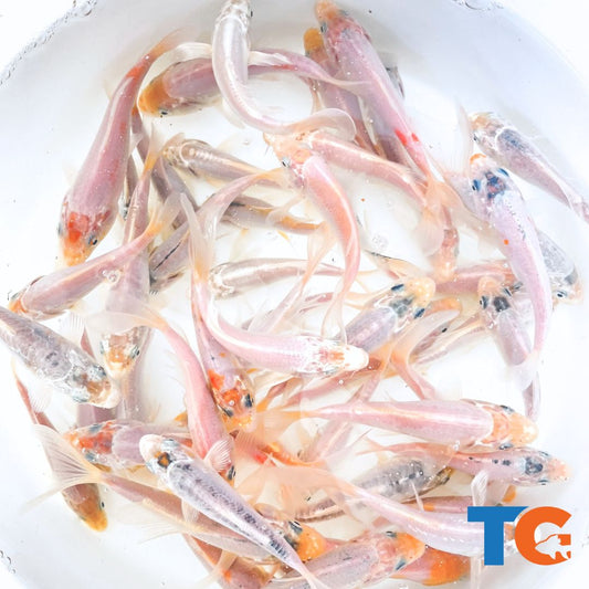 Toledo Goldfish | White koi fish for sale