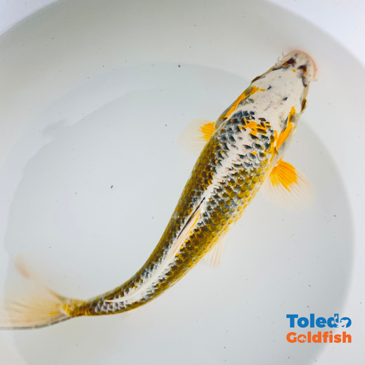 Toledo Goldfish | Live Goldfish and koi