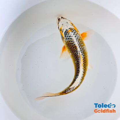 Toledo Goldfish LIve STandard fin koi