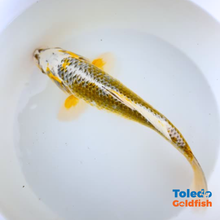 Load image into Gallery viewer, Toledo Goldfish | Yellow Butter Platinum standard fin koi
