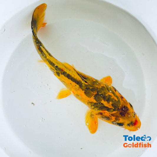 Toledo Goldfish | LIve standard fin koi