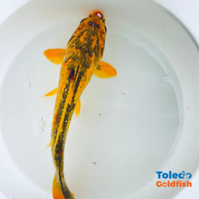 Load image into Gallery viewer, Toledo Goldfish | LIve standard fin koi
