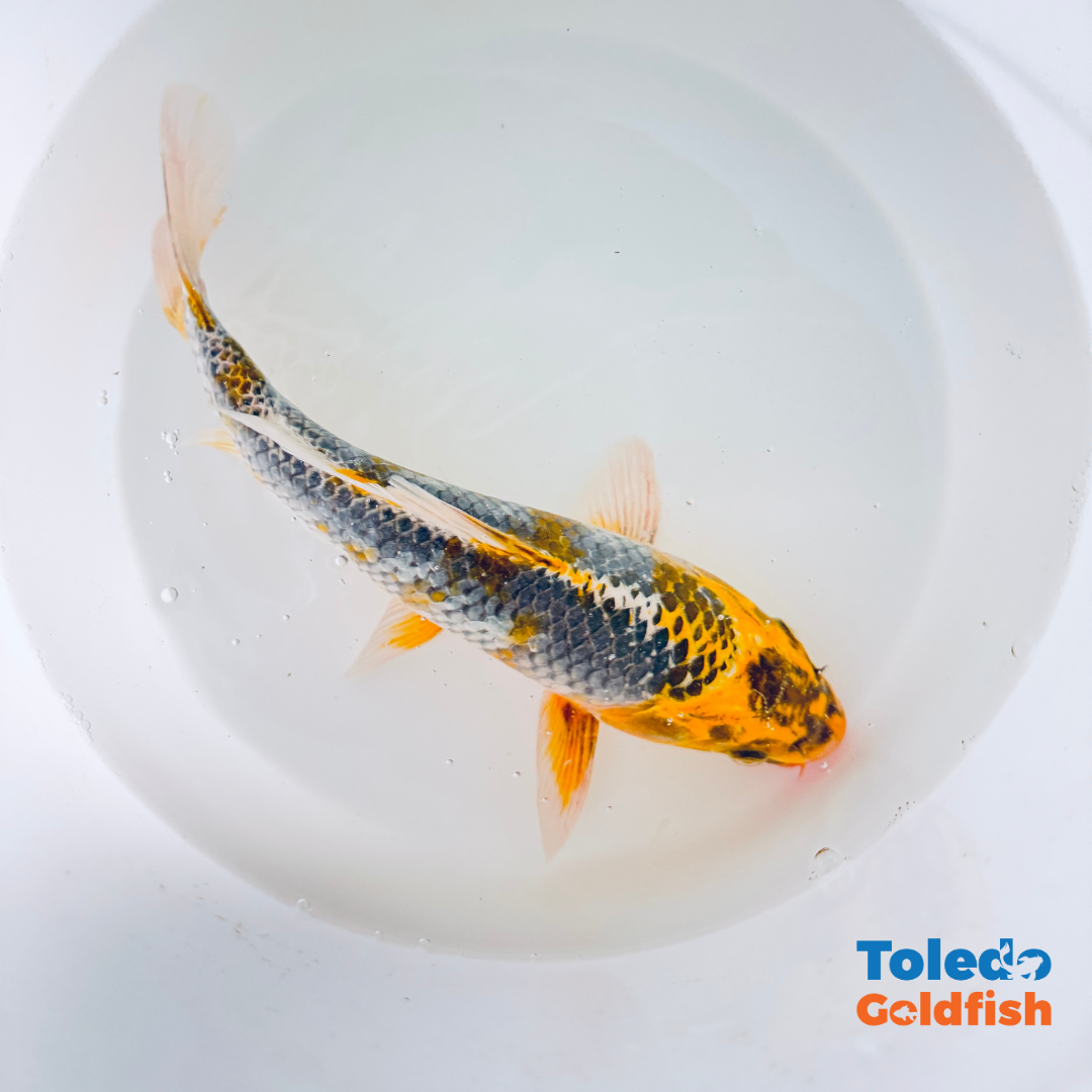 Toledo Goldfish | Live Standard Fin Koi