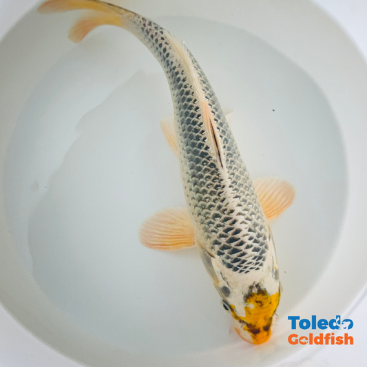12" Yellow Spot Silver Standard Fin Koi