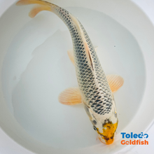 Load image into Gallery viewer, 12&quot; Yellow Spot Silver Standard Fin Koi
