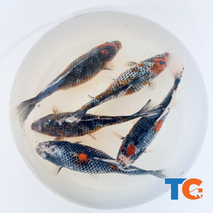 Toledo Goldfish black diamond Shubunkin Goldfish