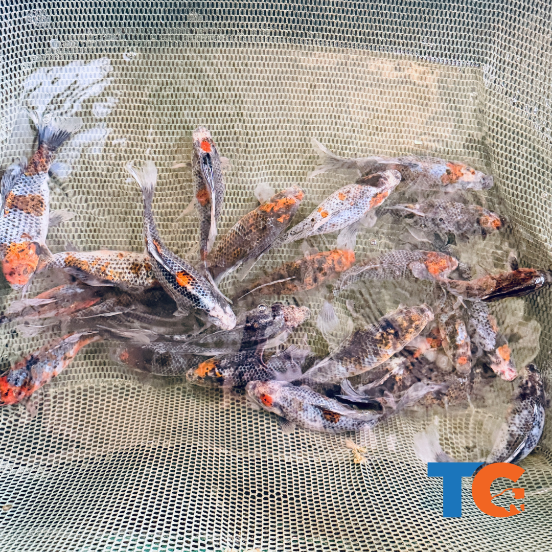 Toledo Goldfish black diamond Shubunkin Goldfish