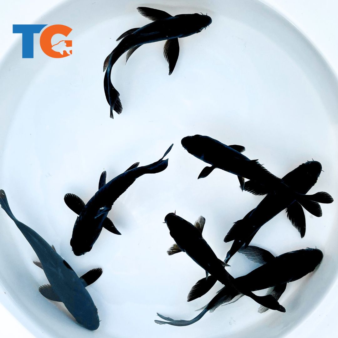 TOLEDO GOLDFISH | BLACK KOI FISH