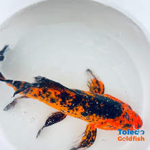Load image into Gallery viewer, Toledo Goldfish | Butterfly fin koi orange and black
