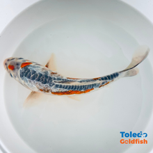 Load image into Gallery viewer, Toledo Goldfish | Live Standard Fin Koi

