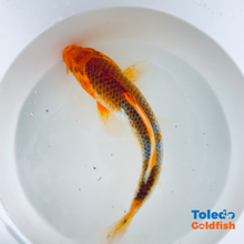 Load image into Gallery viewer, Toledo Goldfish | Standard Fin Koi
