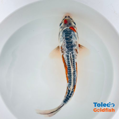 Toledo Goldfish | Live Standard Fin Koi