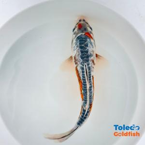 Toledo Goldfish | Live Standard Fin Koi