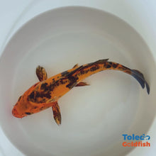 Load and play video in Gallery viewer, TOLEDO GOLDFISH | Orange Black Live Standard Fin Koi
