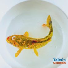 Load and play video in Gallery viewer, Toledo Goldfish | LIve standard fin koi
