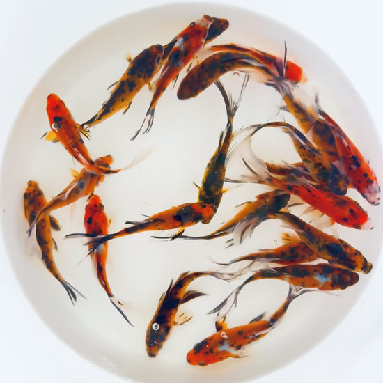 Tiger Shubunkin Goldfish For Sale | FREE SHIPPING | Live Arrival Guarantee