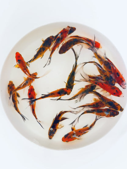 Tiger Shubunkin Goldfish For Sale | FREE SHIPPING | Live Arrival Guarantee